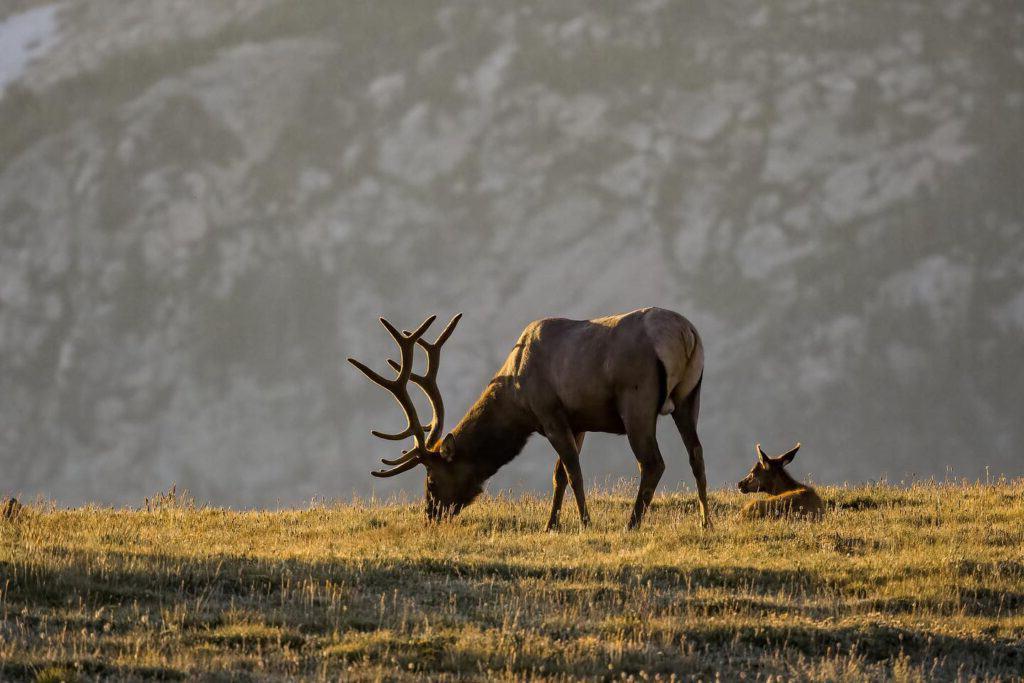 一头麋鹿和一头小牛在落基山国家公园一座山峰前的草地上吃草